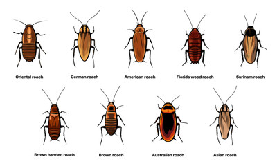 Cockroach set, insect roach and bug species icons, vector. Biology or zoology and pest animal creatures, Asian cockroach, American and Australian brown or Surinam roach
