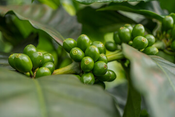 Close up photo of green coffee bean when spring season. The photo is suitable to use for nature background and wild life poster.