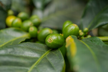 Close up photo of green coffee bean when spring season. The photo is suitable to use for nature background and wild life poster.