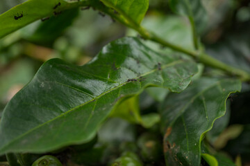 Close up photo of black ant over the green coffee leaf. The photo is suitable to use for nature background and wild life poster.