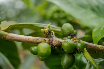 Obraz premium Close up photo of green coffee bean when spring season. The photo is suitable to use for nature background and wild life poster.