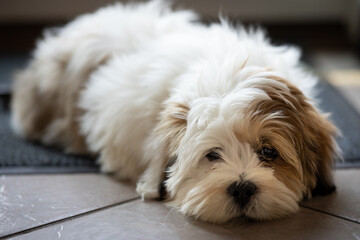 Lhasa Apso Puppy Sleeping