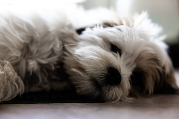 Lhasa Apso Puppy Sleeping