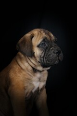 bullmastiff puppy on black background 