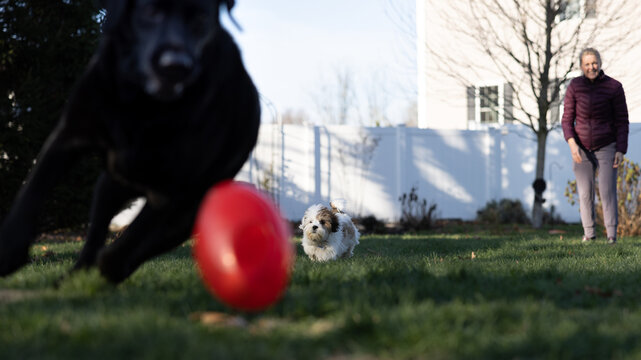 Lhasa Apso Running In Yard With Black Lab