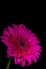 red scarlet gerbera on a black background with drops