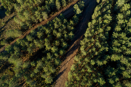 Aerial View Of A Dirt Path In A Pine Forest At Sunset.