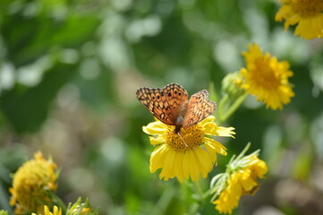 Obraz premium Butterfly on flower