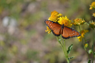 Butterfly on flower