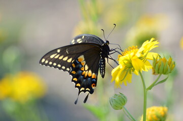 butterfly on a flower