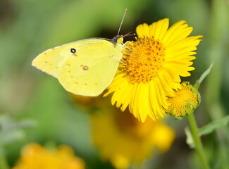 butterfly on yellow flower