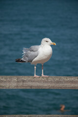 Gull posted on the edge of the embankment of the sandy beach of Etretat in Normandy in France