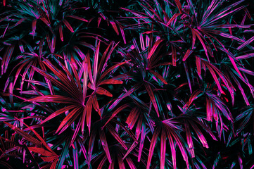 tropical leaf background, color toned.