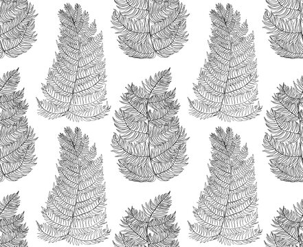 Patr&oacute;n de hojas de helechos en l&iacute;neas negras sobre fondo blanco. Hojas de Helechos, ilustraci&oacute;n de l&iacute;nea en blanco y negro