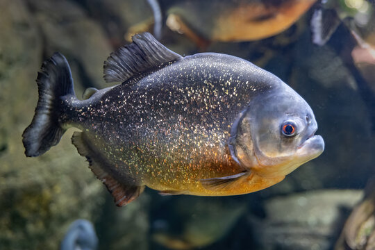 The Red-bellied Piranha Fish