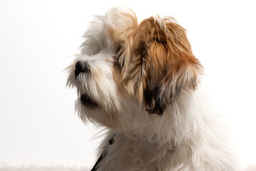 Lhasa Apso puppy