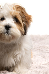 Lhasa Apso puppy