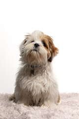 Lhasa Apso puppy