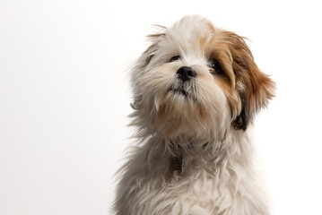 Lhasa Apso puppy