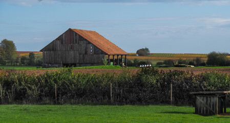 Fototapeta premium Old wooden barn surrounded by vineyards in Germany's wine country.