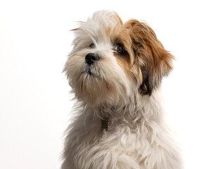 Lhasa Apso puppy