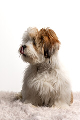 Lhasa Apso puppy