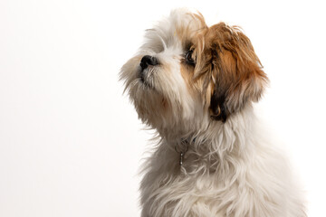 Lhasa Apso puppy