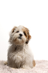 Lhasa Apso puppy