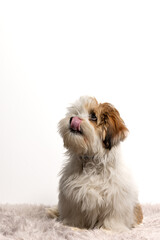 Lhasa Apso puppy
