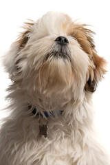 Lhasa Apso puppy