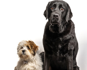 Obraz premium Big black lab with Lhasa Apso puppy