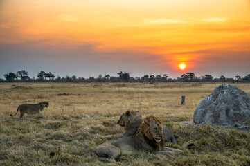 Lions at Sunset