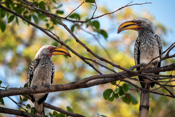 Southern Yellow Billed Hornbills