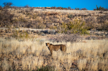 Cheetah in Namibia