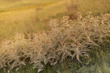 Autumn alpen valley with withered dry agrimony prickly bushes in golden beams of sunset sun, closeup, blur. Serenity outdoor meadow in wild nature background.