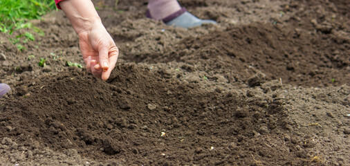 hand planting pumpkin seed of marrow in the vegetable garden