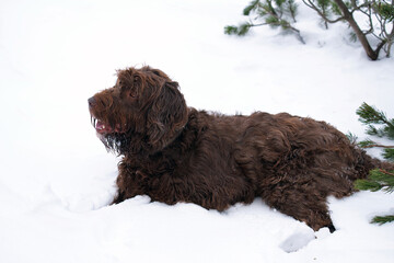 a brown dog is lying down in the fresh snow on the mountains  