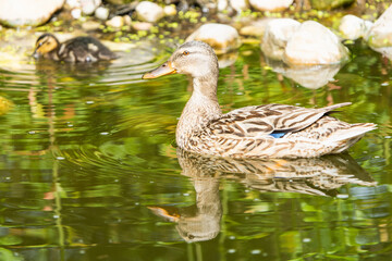 Female mallard duck on a pond with a duckling in the background