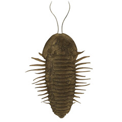 Trilobite  Variant 2 Extinct Marine Arthropod Digital Art By Winters860 Isolated, Transparent Background 
