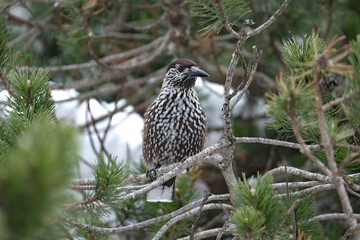 a nutcracker, nucifraga caryocatactes, perched on a mountain pine, pinus mugo, at a cold day in the national park hohe tauern in austria          