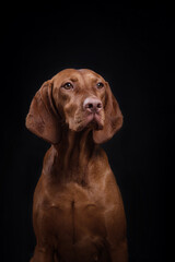 red dog on black. Beautiful Hungarian Vizsla on a dark background in the studio