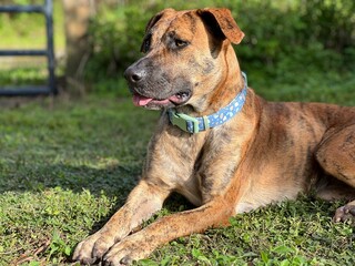 brindle dog sitting in grass