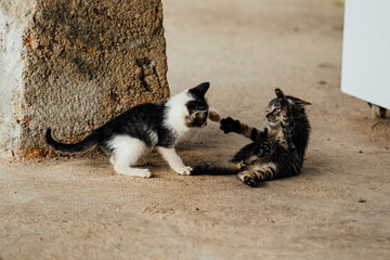 Kittens Playing, Ban Luoc Vietnam