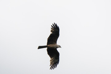Black kite flying in front of a bright sky