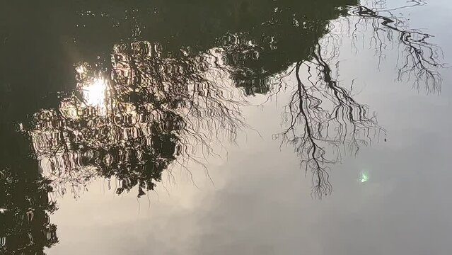 木々が揺れて映っている池の水面。