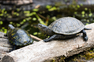 European swamp turtle sunbathing on a log