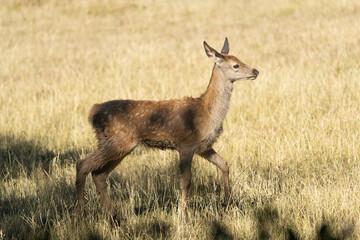 European red deer fawn in a meadow