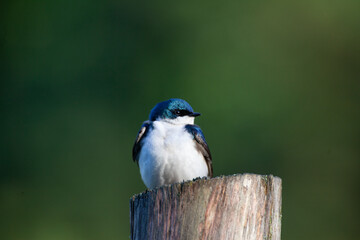 Obraz premium Tree swallow on fence post