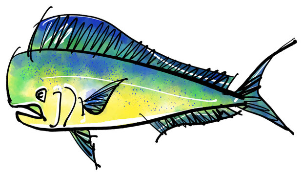 「シイラ・Dolphinfish」の手書きイラスト（筆書き墨絵風）