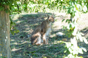 Eurasian lynx  resting
